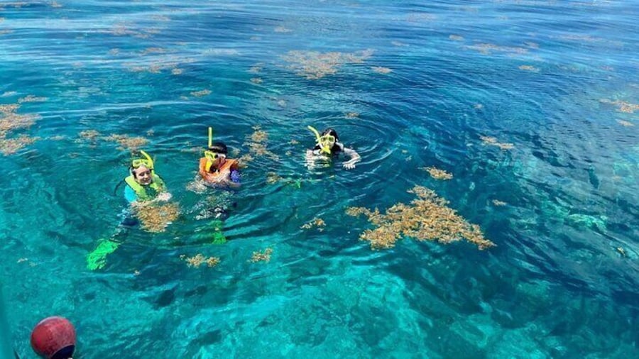 Half Day Snorkel Trip on Reefs in the Florida Keys