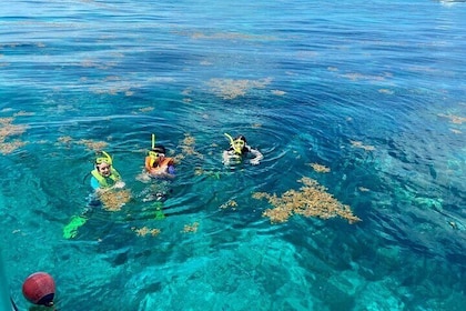 Excursion d'une demi-journée de plongée avec tuba sur les récifs des Keys d...