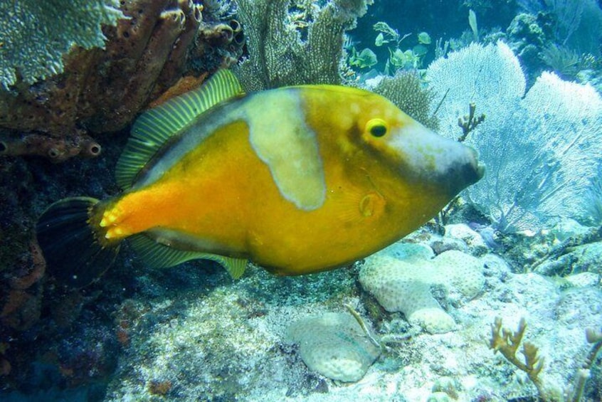 Half Day Snorkel Trip on Reefs in the Florida Keys