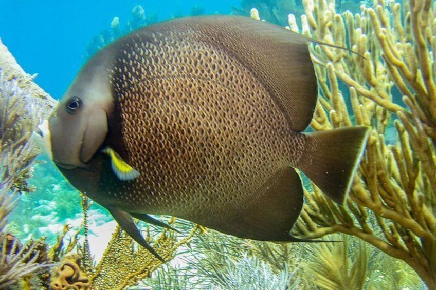 Show item 2 of 6. Half Day Snorkel Trip in the Florida Keys