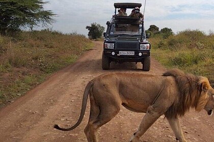 Excursión privada de un día al parque nacional de Nairobi
