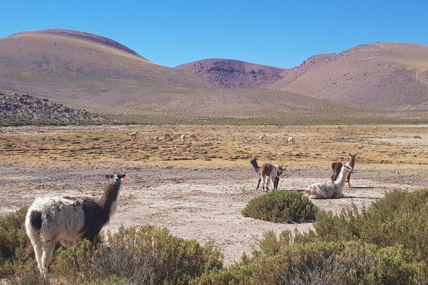 Hiden Tatio Geysers