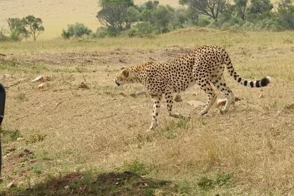 4-Day Masai Mara Lake Nakuru Budget Safari