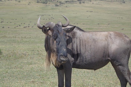 Wildlife safari through lake Nakuru and Maasai Mara National Parks