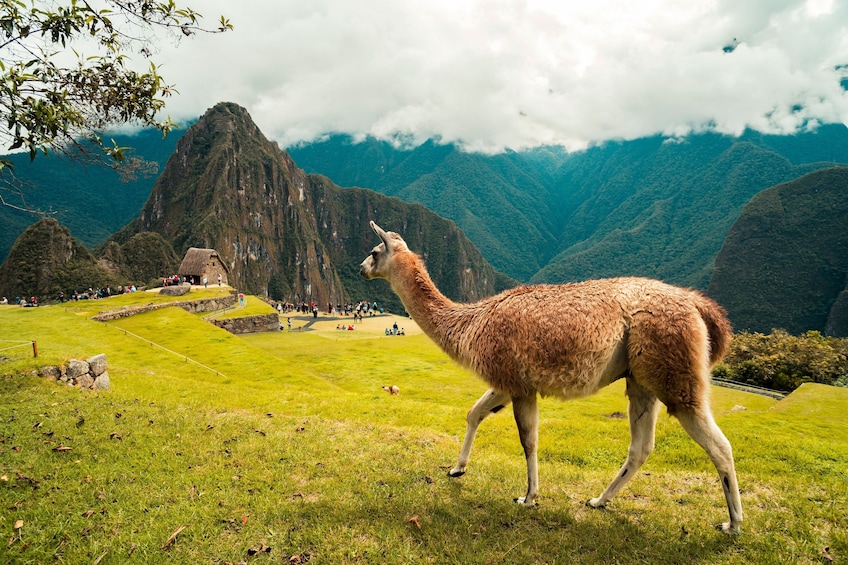 Machu Picchu Tour via Voyager Train