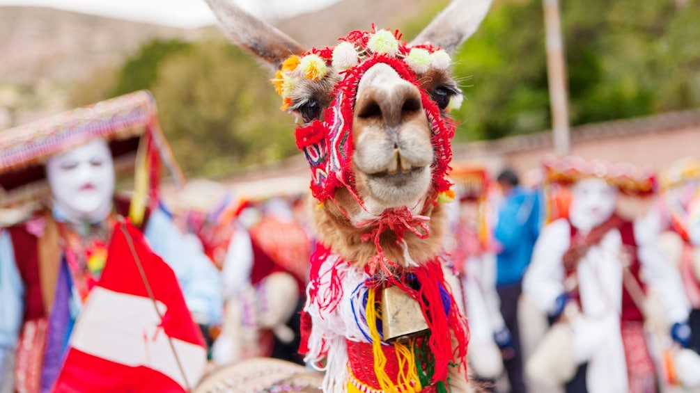 A llama wears a colorful headpiece in Cusco Peru