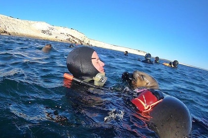 Snorkelling with Sea Lions by Madryn Buceo