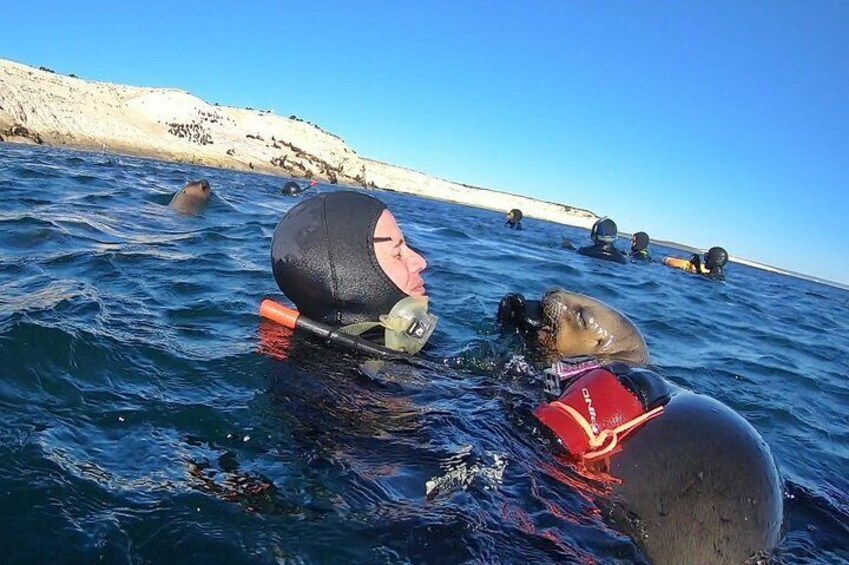 Snorkeling with Sea Lions by Madryn Buceo
