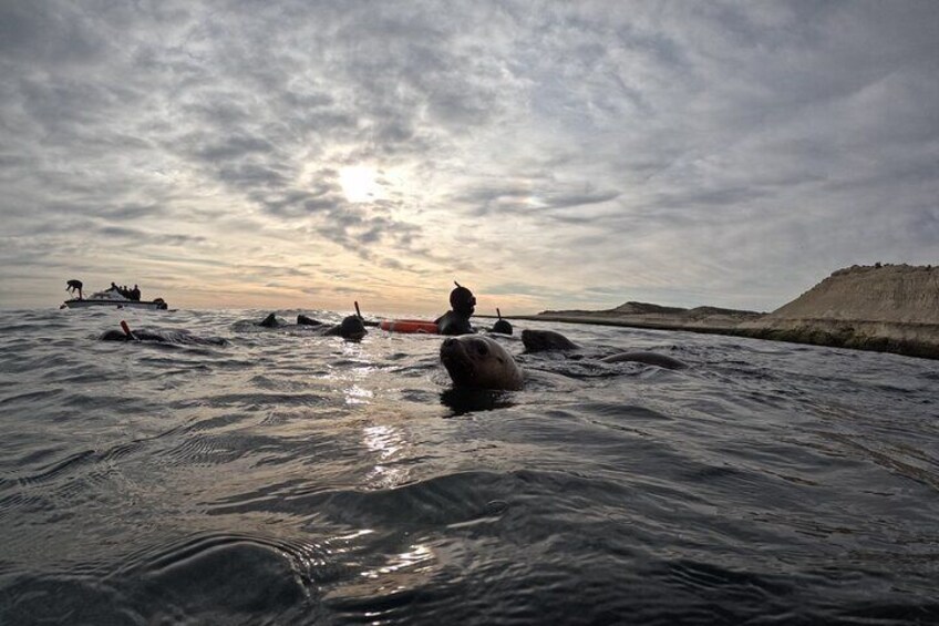 Snorkeling with Sea Lions by Madryn Buceo