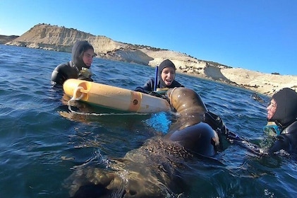Snorkeling with Sea Lions by Madryn Buceo