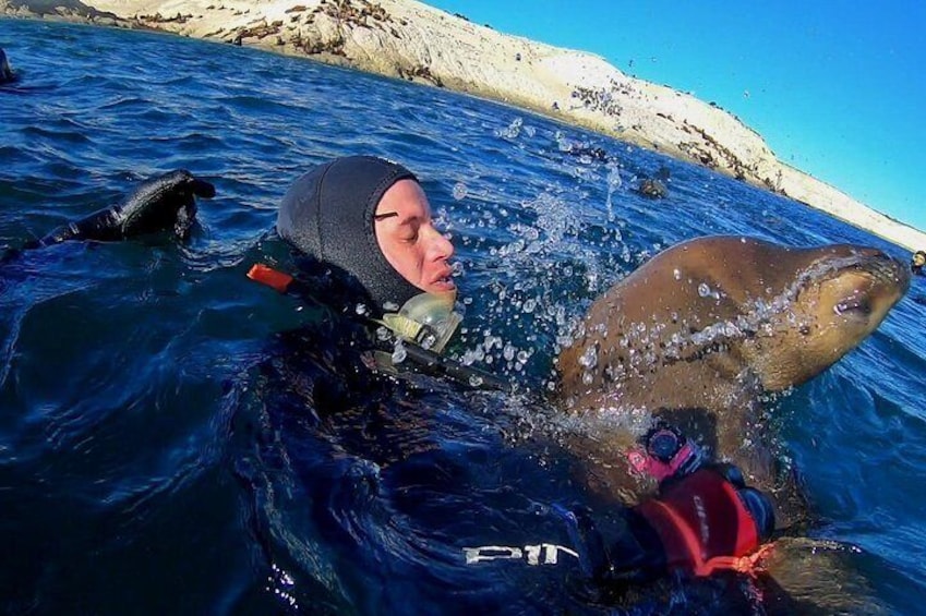 Snorkeling with Sea Lions by Madryn Buceo