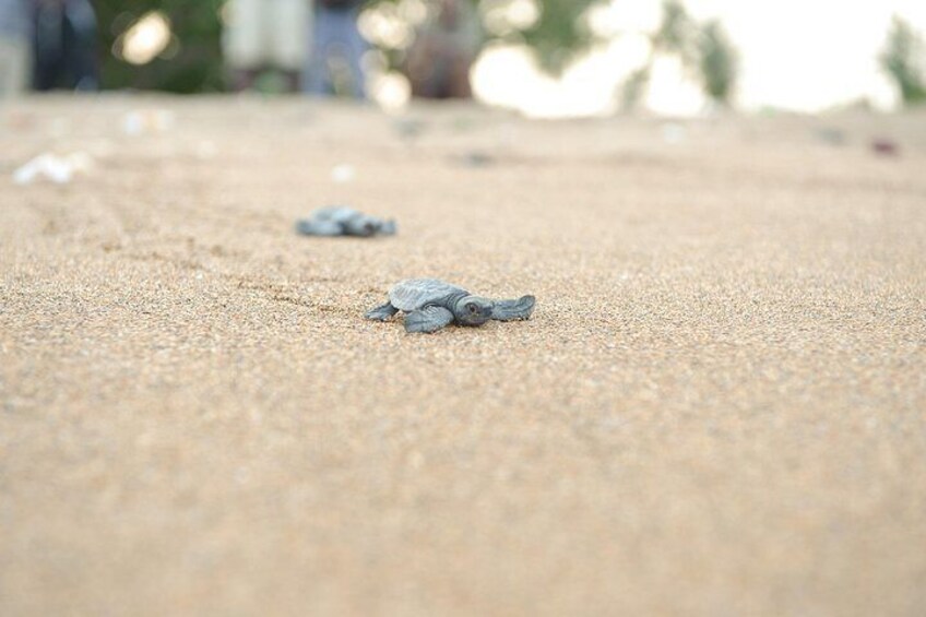 turtle