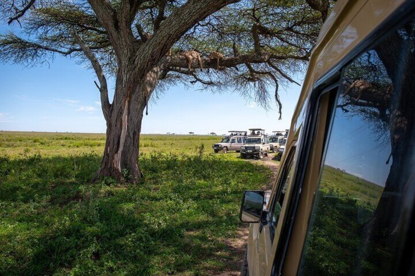 3 Days Serengeti & Ngorongoro Safari Tour