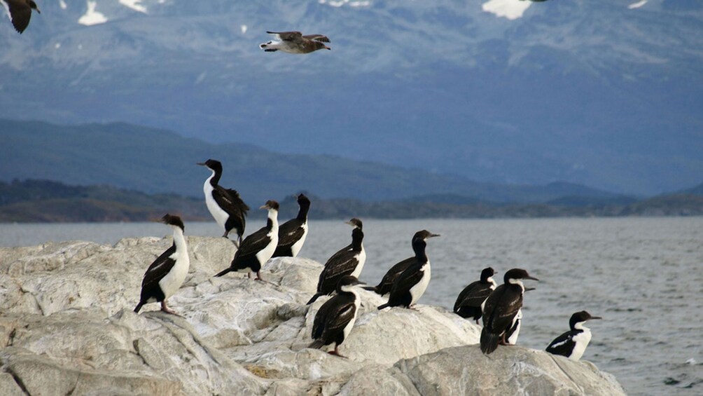 Gentoo penguins perched on the rocky coast of Tierra del Fuego