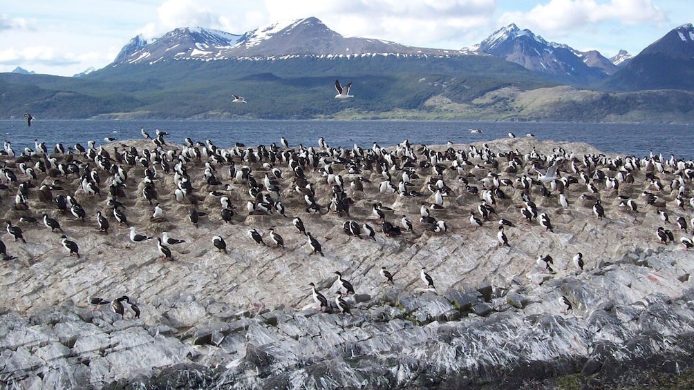 Penguin Island featuring the inhabitants it's named after in Tierra del Fuego
