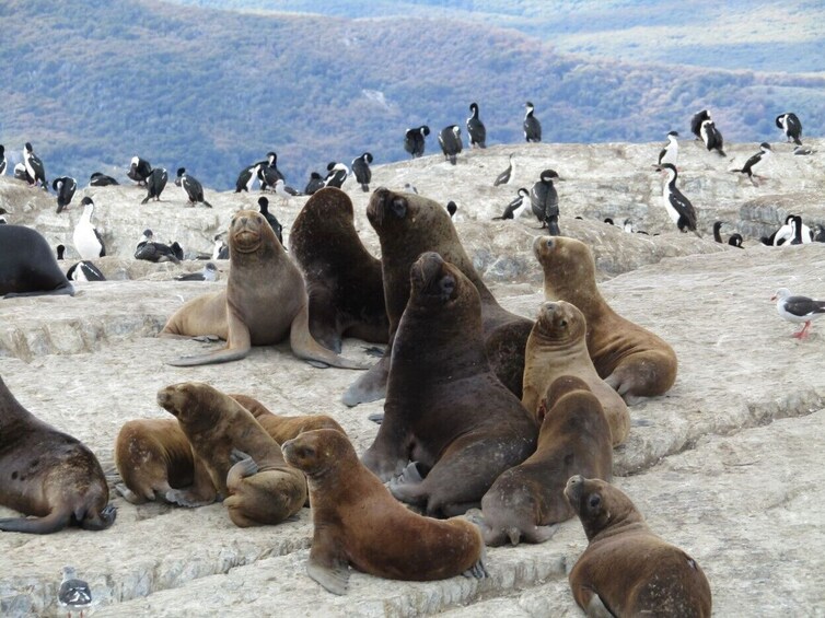 Navigation through the Beagle Channel, Isla de Lobos & Pájaros & Pinguinera