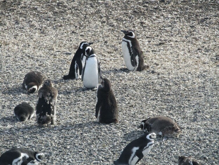 Navigation through the Beagle Channel, Isla de Lobos & Pájaros & Pinguinera