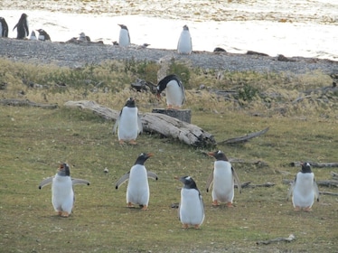 Navigation dans le canal de Beagle, Isla de Lobos et Pájaros et Pinguinera