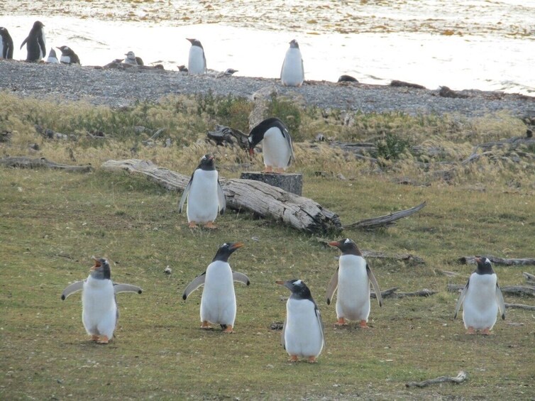 Navigation through the Beagle Channel, Isla de Lobos & Pájaros & Pinguinera