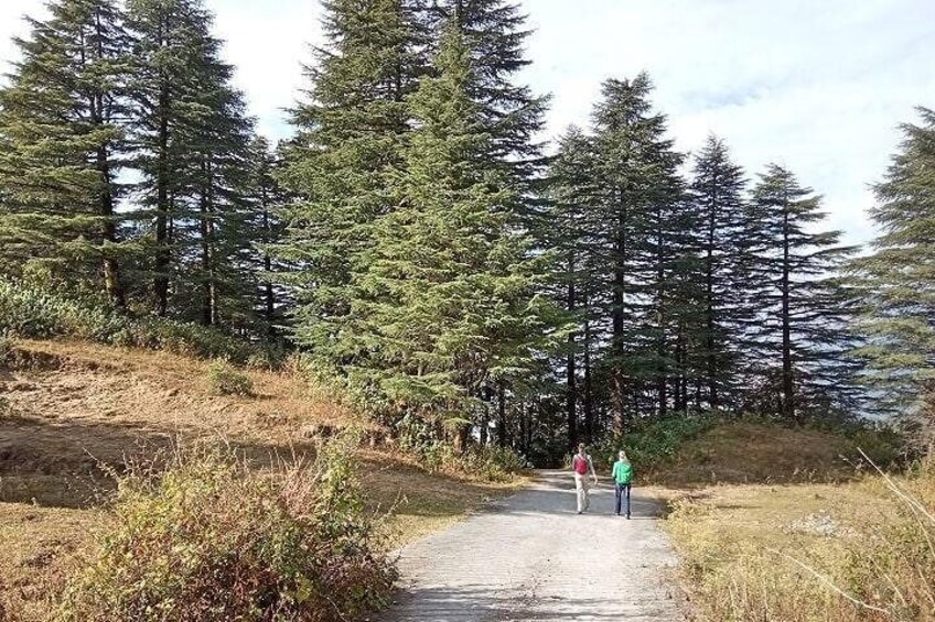 Walking along treeline