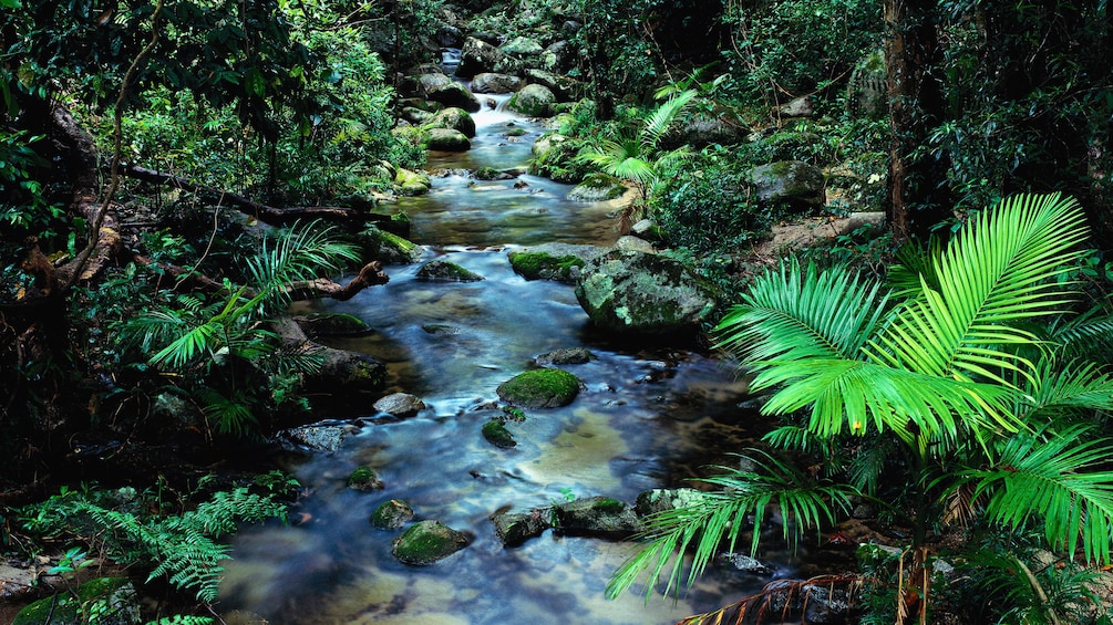 Stream in the Tijuca Forest in Rio de Janeiro