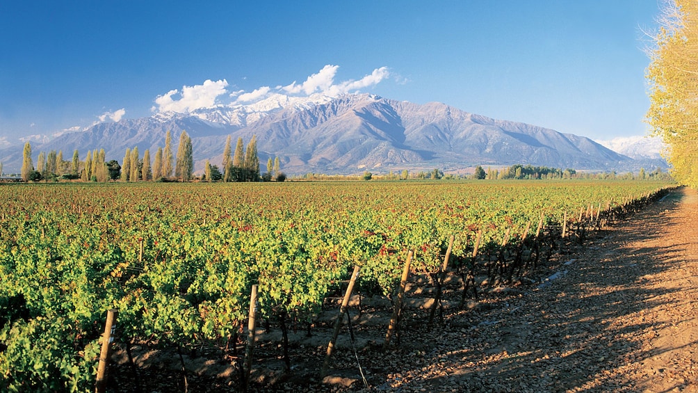 Large vineyard with mountains in the background in Santiago