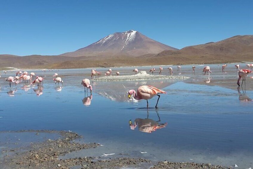 3 Days Uyuni salt flat and colored lagoons from Uyuni