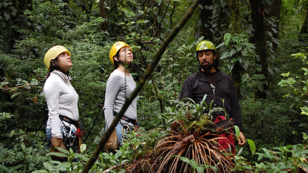 Charger l’élément 5 sur 9. Women with guide looking up in the forest in Costa Rica