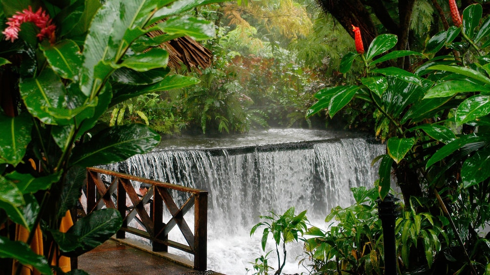 Charger l’élément 2 sur 7. Colorful flora surrounds the Tabacon Hot Springs in Costa Rica