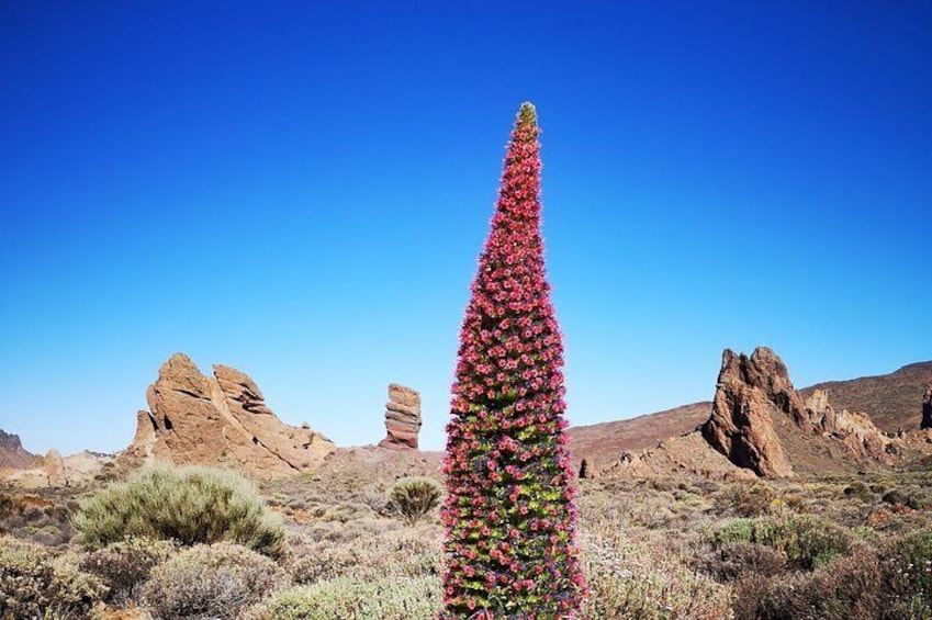 Teide National Park