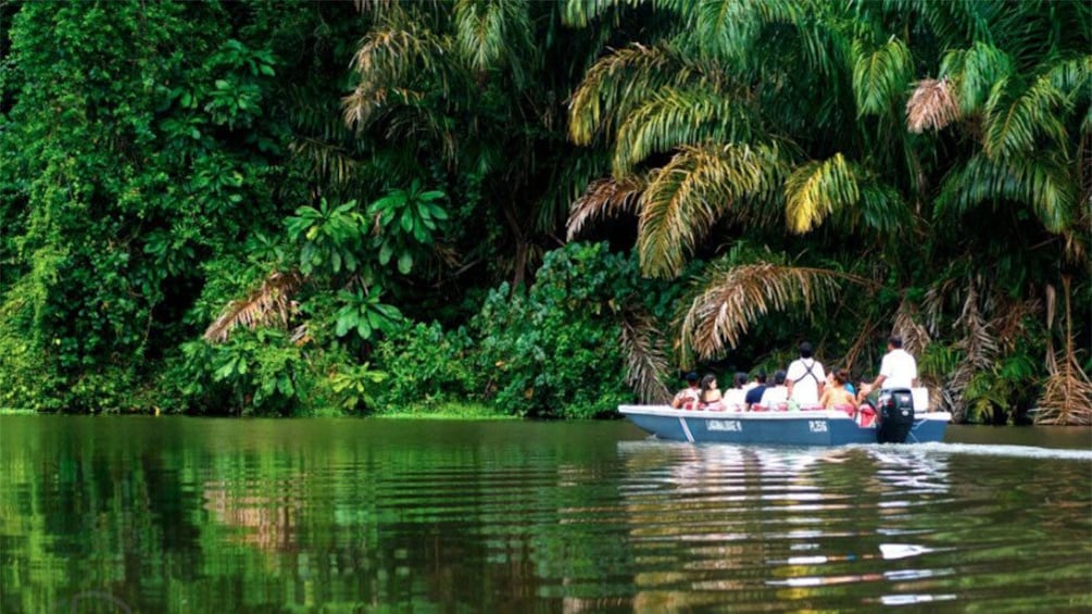 Charger l’élément 1 sur 10. A boat with passengers cruising down the calm water through the mangrove forest in Tortuguero National Park in Costa Rica