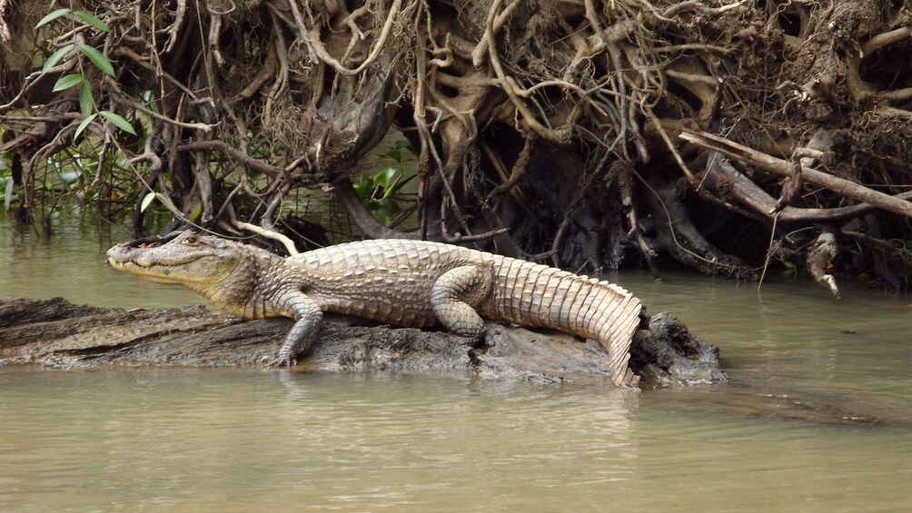 Charger l’élément 5 sur 10. Crocodile resting on a log in the waters of Tortuguero National Park in Costa Rica