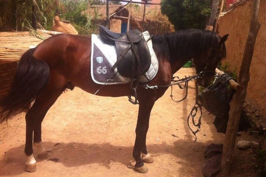 Horse Riding In Agadir 