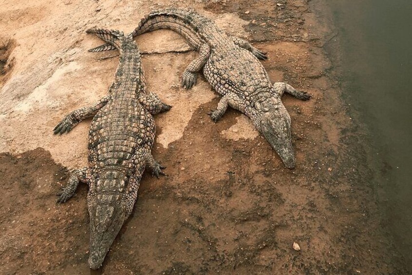  Agadir Crocodile Park Adventure
