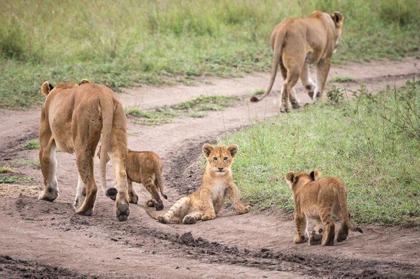 Day Trip to Hwange National Park from Bulawayo!