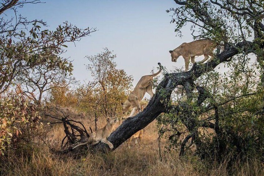 Lions also Climb trees, Hwange National Park Zimbabwe