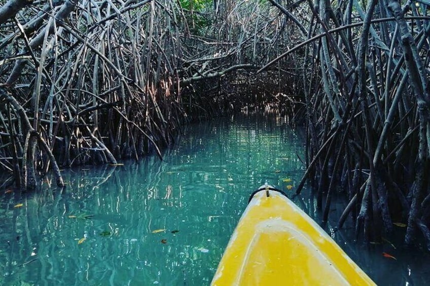 kayak through mangroves to secret beach