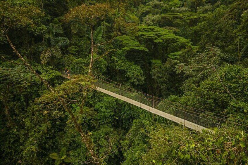 Hanging Bridges