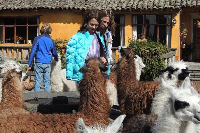 Feeding Llamas!