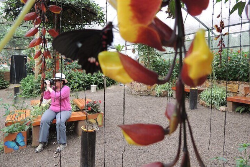 Butterfly Farm.