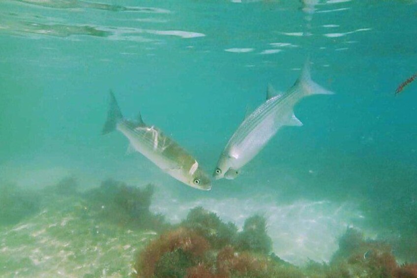 Arrábida Snorkeling Adventure with Transfer from Lisbon