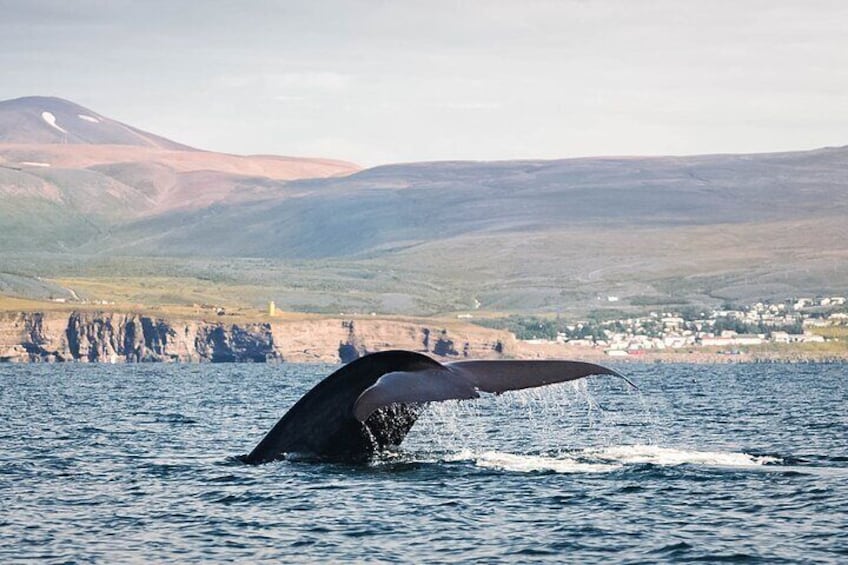 Blue whale close to Húsavík. 