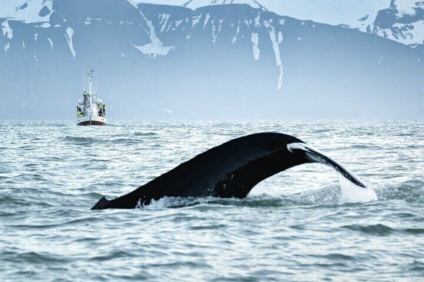 Humpback whale diving in perfect harmony.