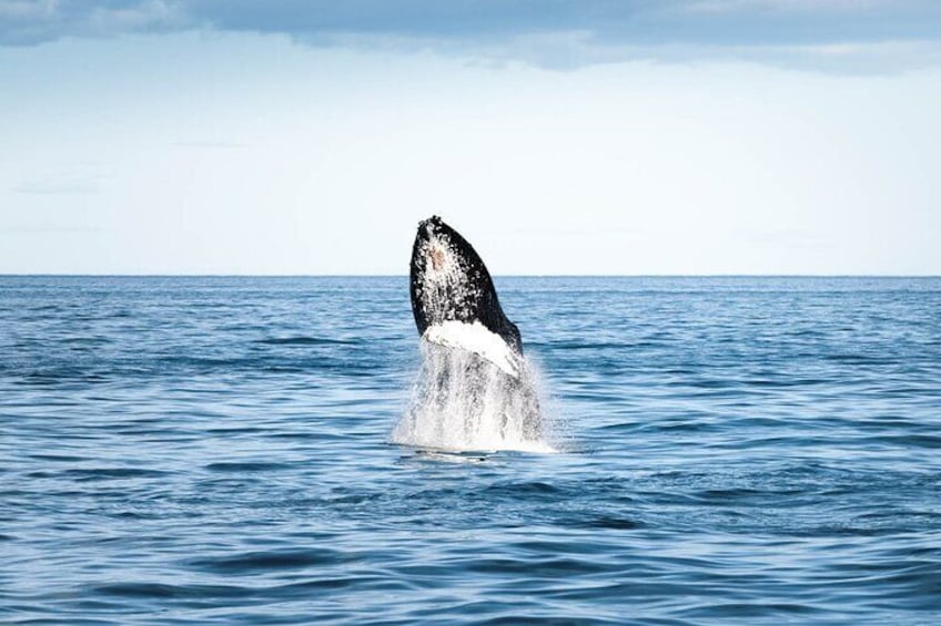 Humpback whale showing off.