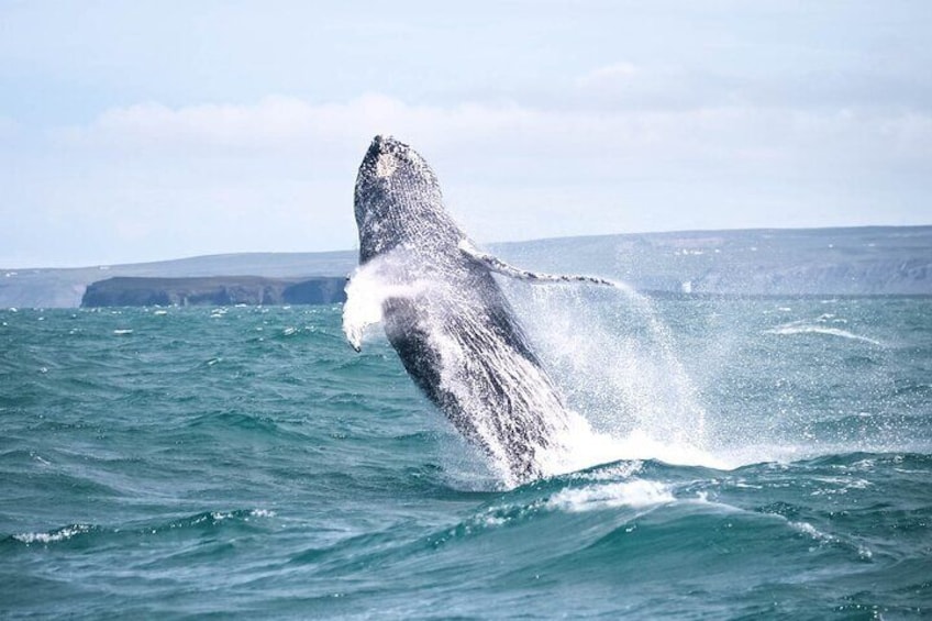 Humpback whale breach. 