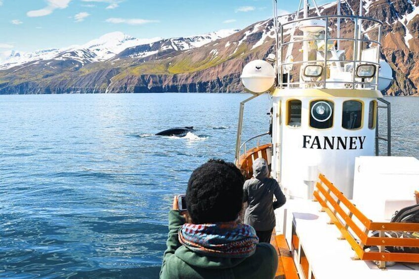 Humpback whale next to Fanney.