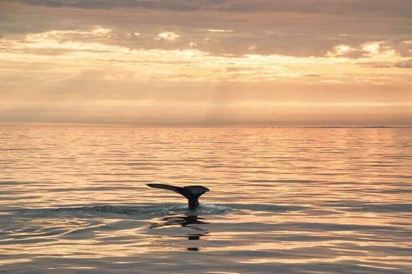 Fluke of a humpback whale. 