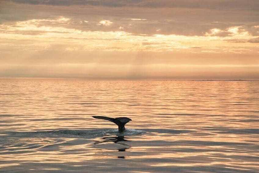 Fluke of a humpback whale.