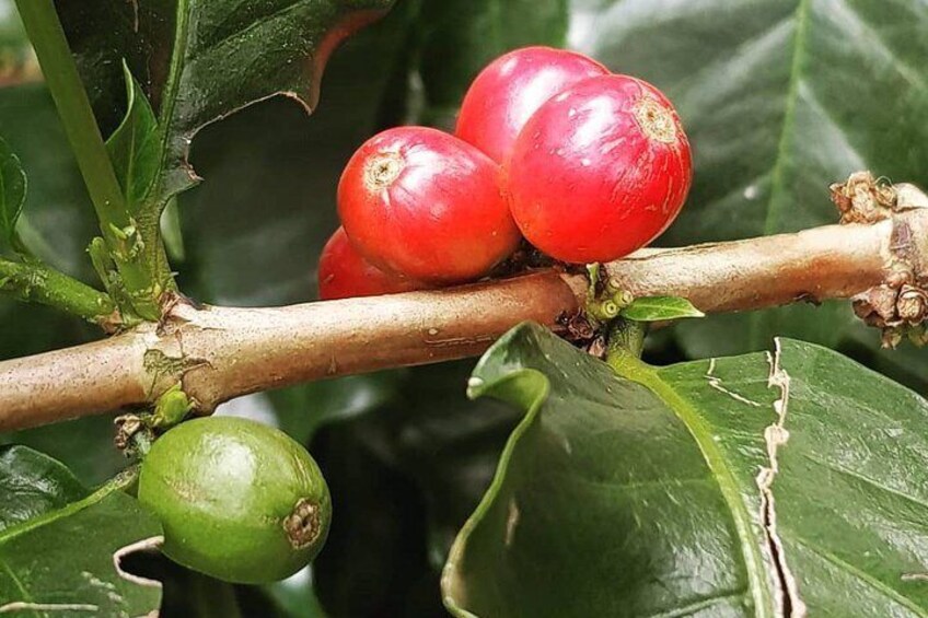 Salto del Tequendama and Hacienda del Cafe (Private Tour)