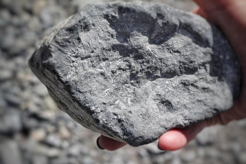 Discover fossils both outside and inside the cave